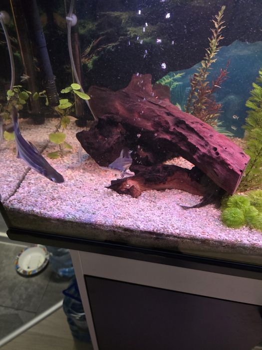 Sum rekini rekinek cztery sztuki