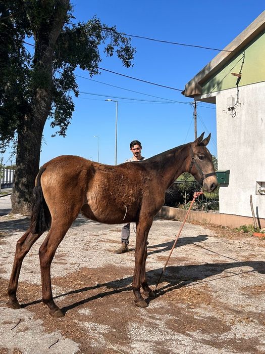 Poldra Lusitana baia 14meses