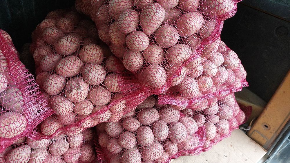 Ziemniaki irga gala ekologiczne