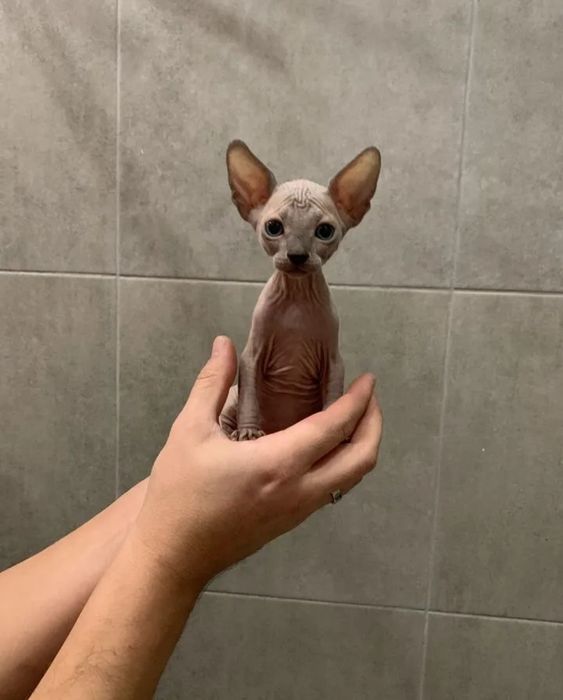 Канадские котята