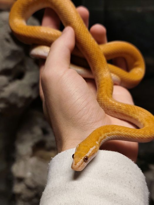 Wąż mahoniowy samiec albino t- jak wąż zbożowy