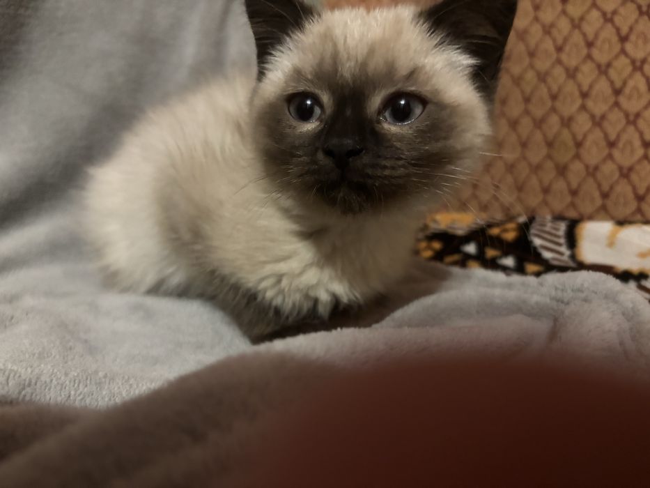 Кицюня шотландська забарвлення колор пойнт