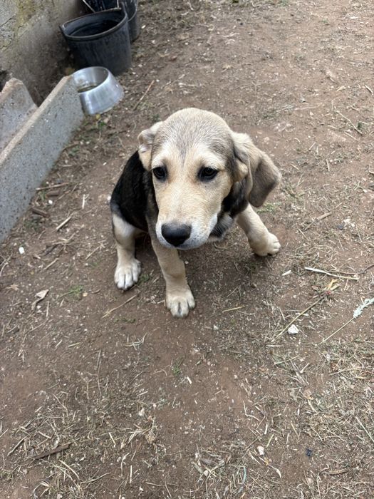 Cachorro com 3 meses