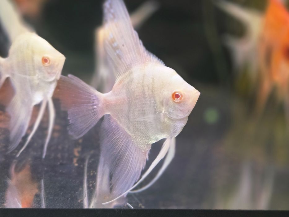 Skalar marble albino