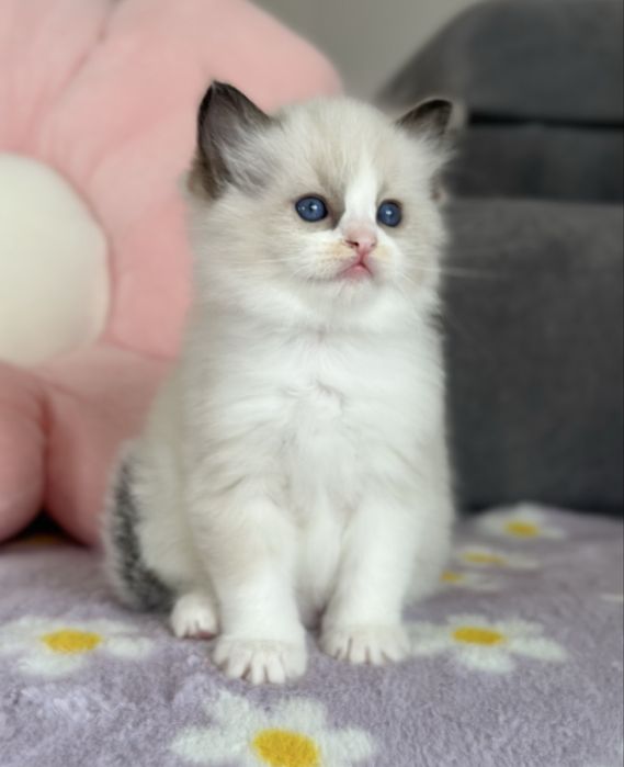 Piękna koteczka ragdoll rodowód FPL