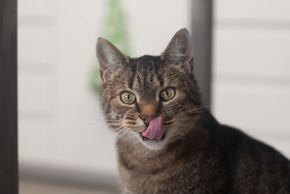 Kwiatek - towarzyski kotek szuka domu