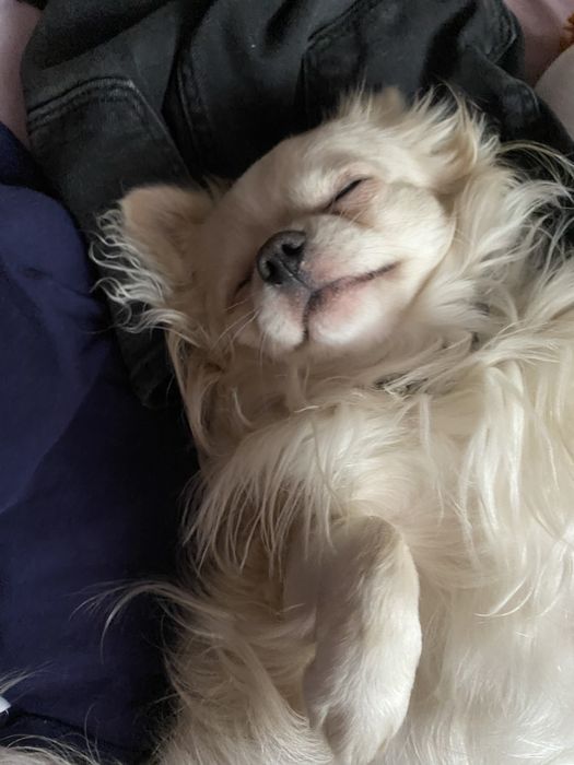 Ищу невесту чихуахуа