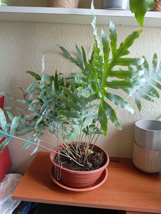 Feto grande da Jamaica