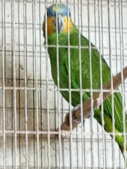 vende-se Papagaio fêmea da espécieAmazonica amazónica