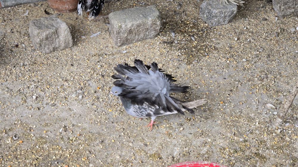 Pombas rabo de leque duplo