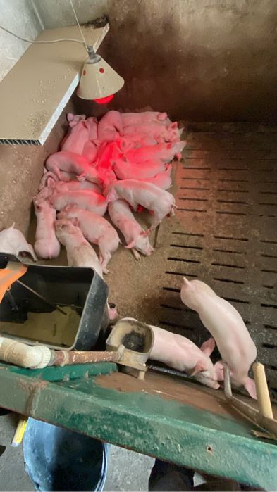 Продам поросята свині