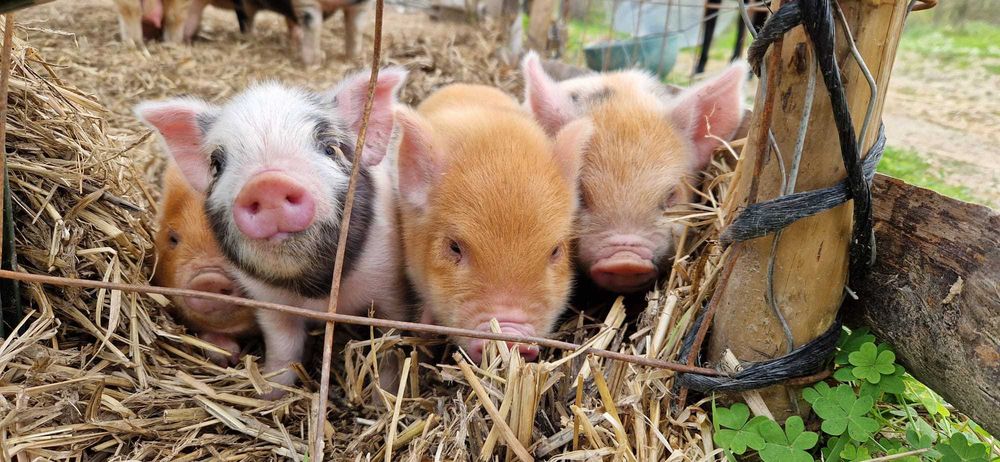 Young Kune Kune Piglets (23 February, 2026)