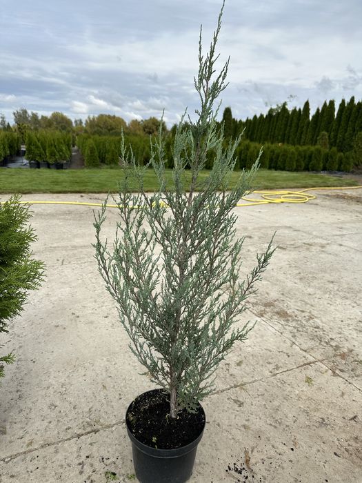 Туя колоновидна, туя смарагд, туя для живоплоту, можжевельники.