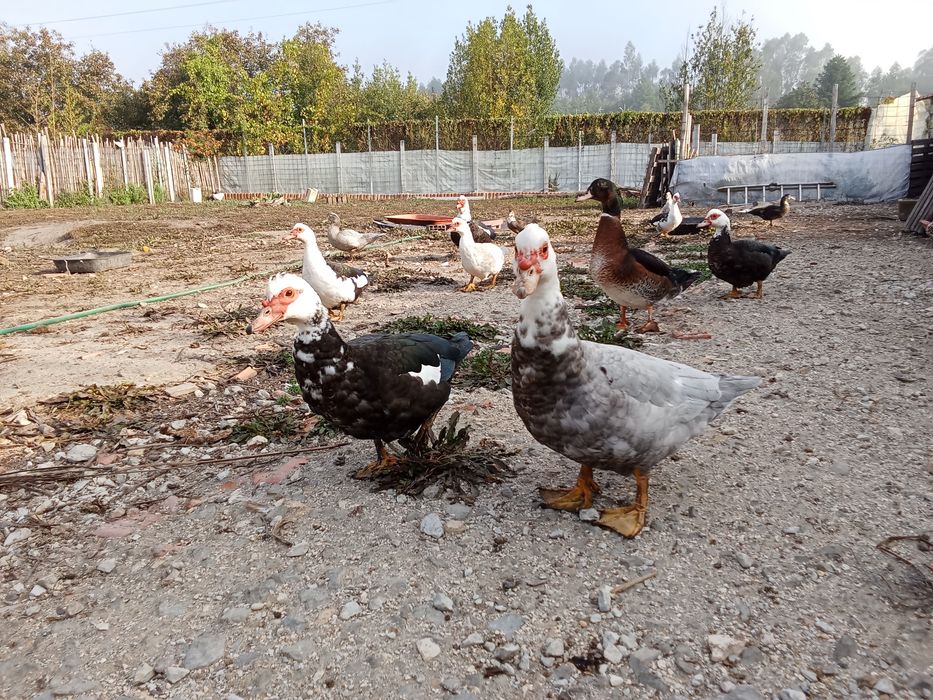 Patos Mudos 2026