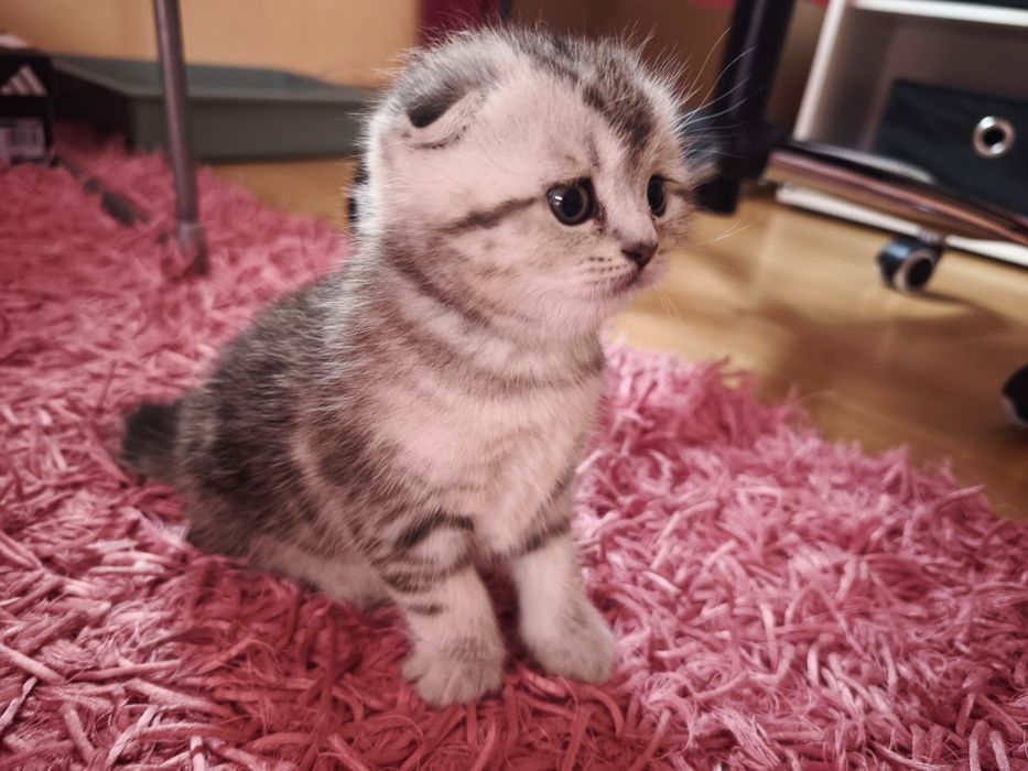 Gato Scottish Fold