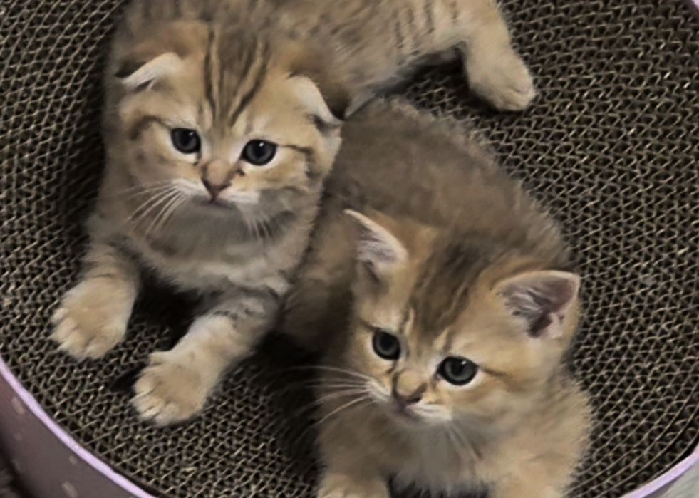 Шотландские прямоухие и вислоухие котята, мальчик и девочки