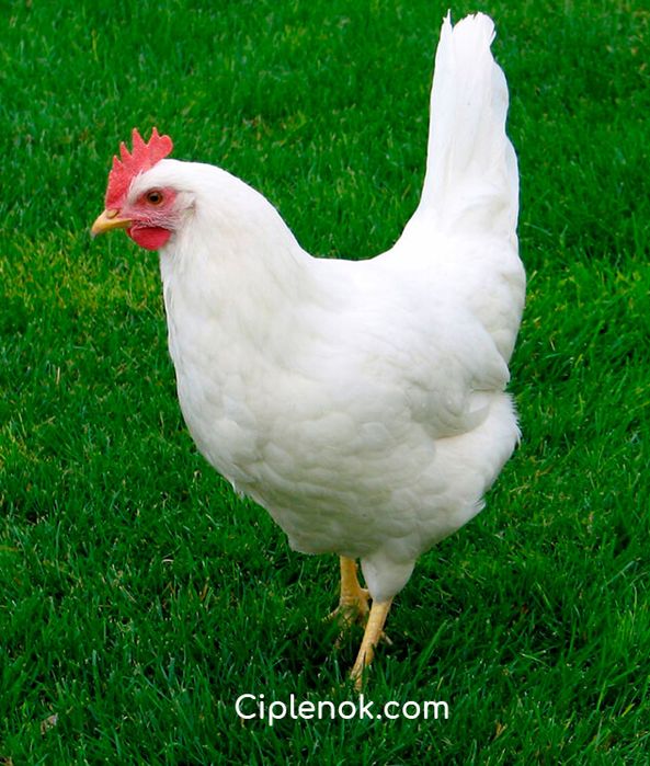 Яйце інкубаційне несучка біла, червона