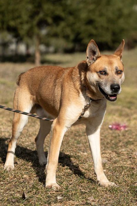 husky mix   Nit szuka domu -schronisko Zgierz -aktualne
