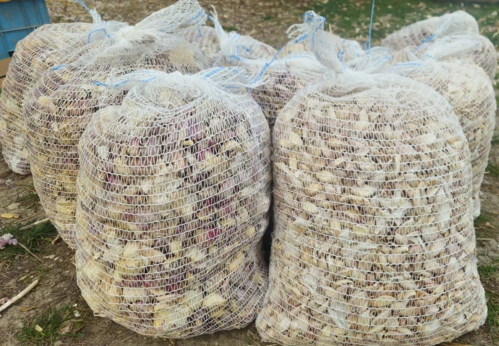 Czosnek przemysłowy małe ząbki 1kg/3zł