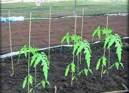 Опоры колышки стеклопластиковые для подвязки саженцев (помидоров)ø12мм