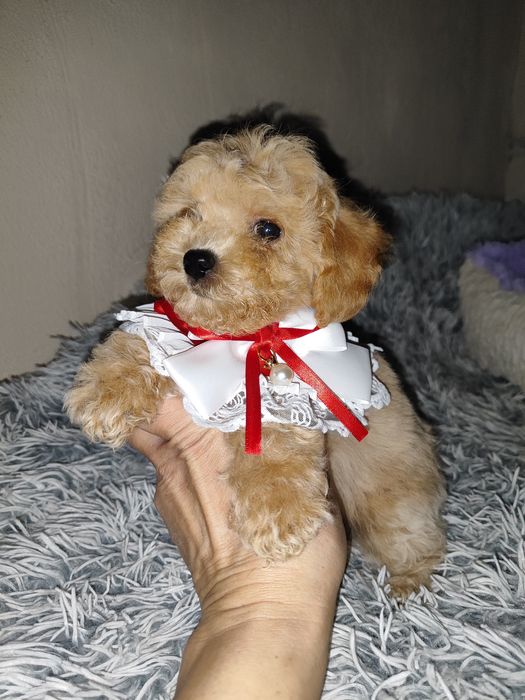 Чарівні малюки Мальтіпу ф1 хлопчики та дівчатка.