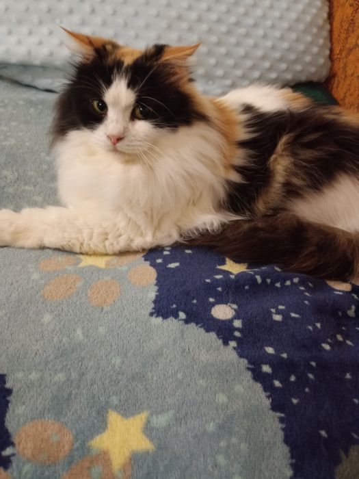 Пушистая трёхцветная стерилизованная кошка ищет дом! Кошка в хорошие р