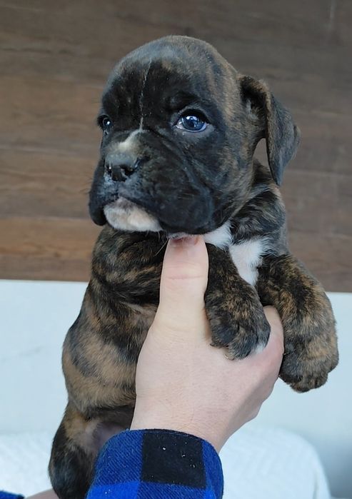 Bokser suczka,gotowa do odbioru