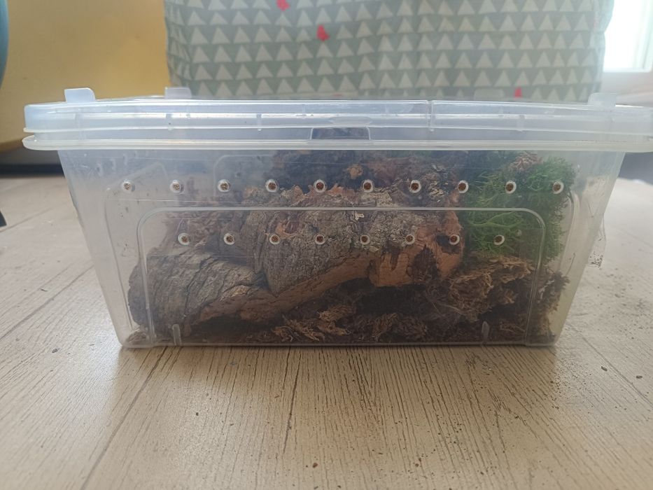 małe terrarium dla ptasznika
