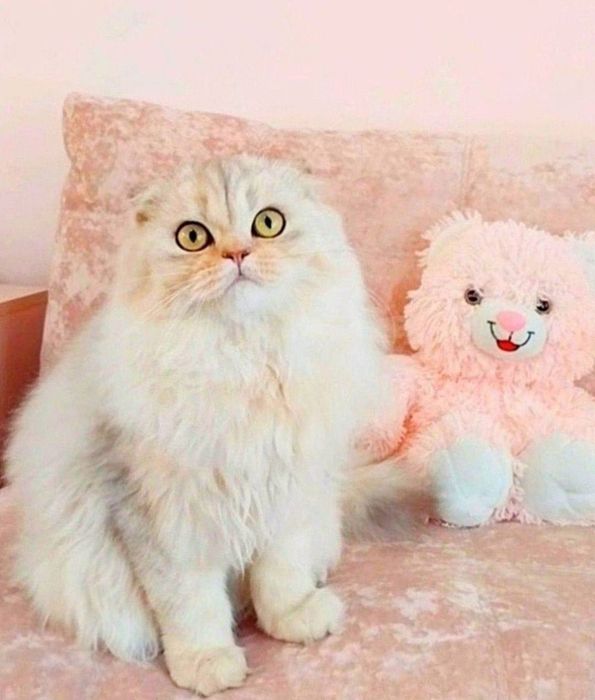 Ооочень ласковый котёночек Милашка Фолдик