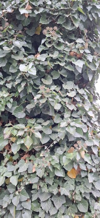 Bluszcz 40 sztuk sadzonki