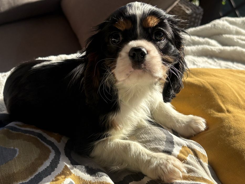 Cavalier King Charles Spaniel -suczka ZKwP