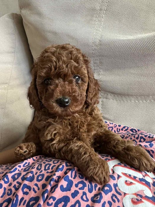 Той пудель,Ред браун