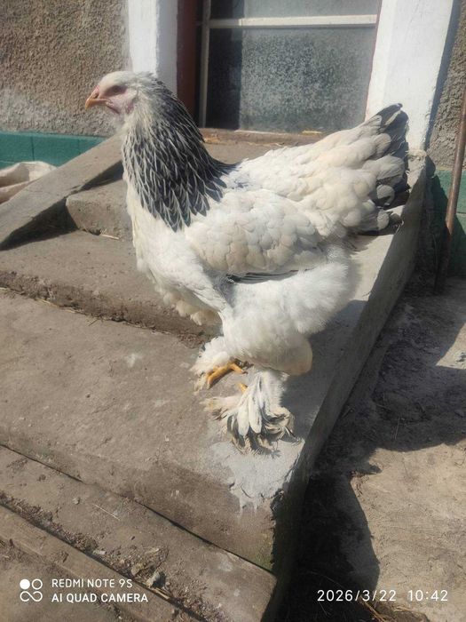 Продам кури Брама Світла, сім'я