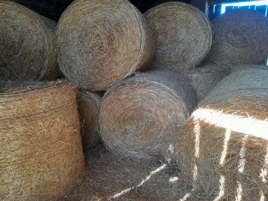 Sloma owsianka zbior 2025