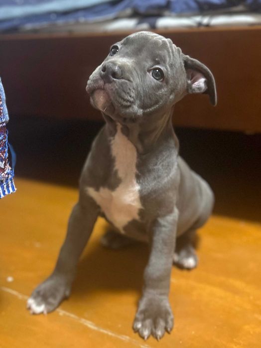 Дівчинка красуня АСТ американського стаффордширського тер'єра блакитна