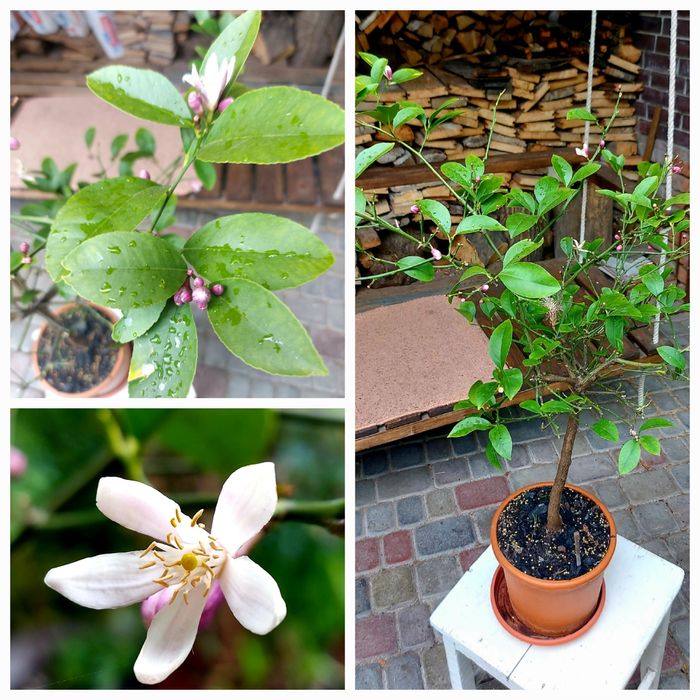 Екзотичні рослини ,цитрусові...