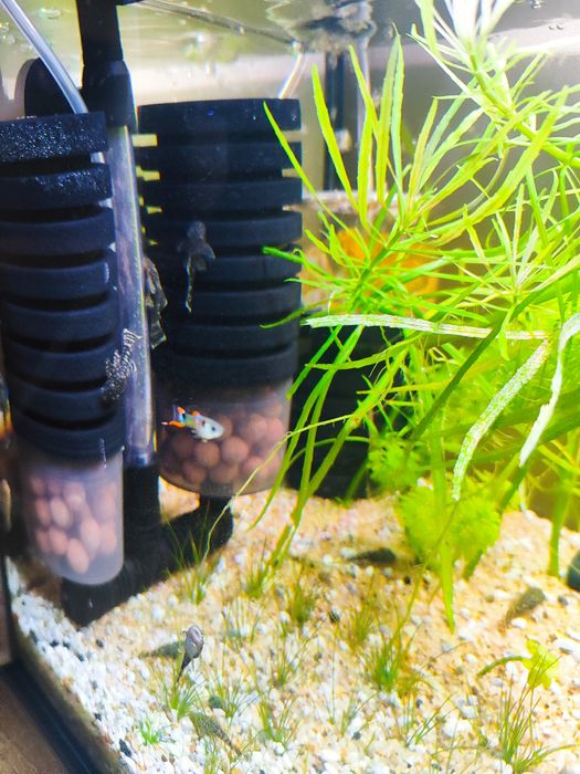 Zbrojnik niebieski młode 3cm