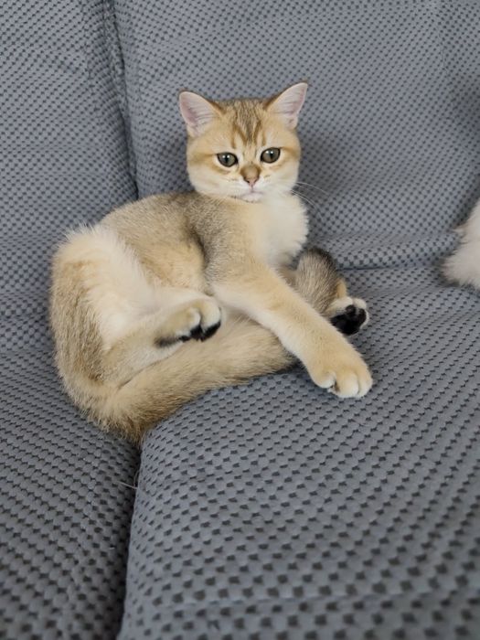 Котенок девочка британец золотая шиншилла