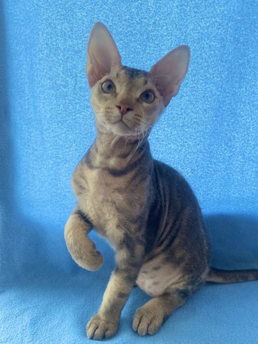 Донской сфинкс  ищет родителей