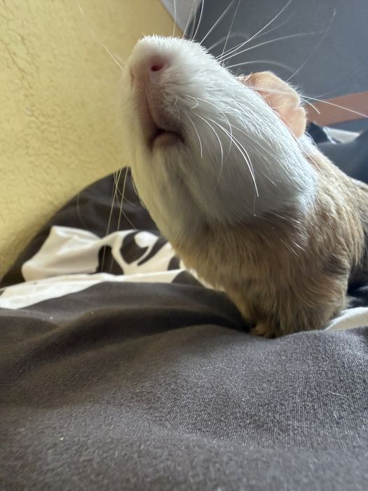 Морська свинка з кліткою