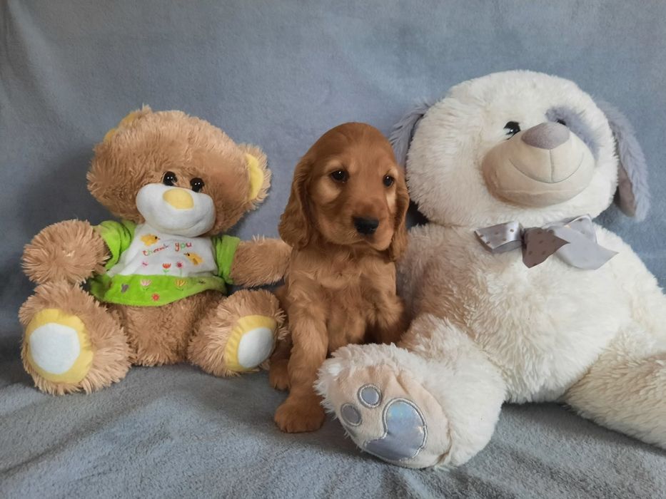 Szczeniak Cocker spaniel