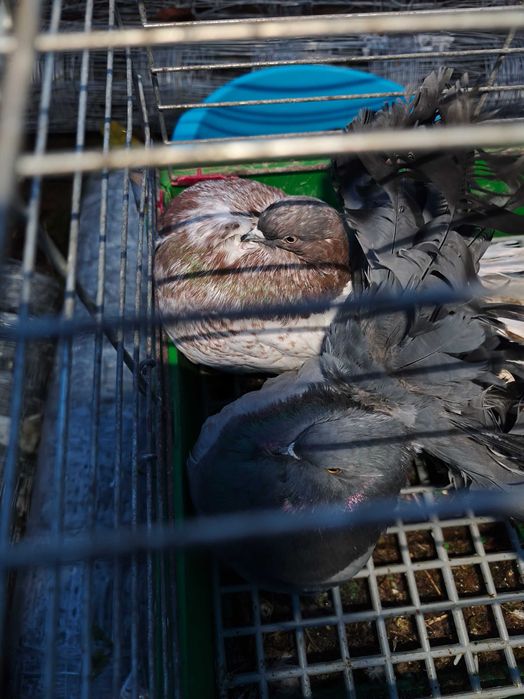 Gołębie pawiki nowego typu