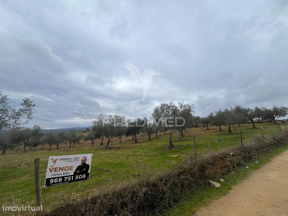 Terreno em Morais com olival e terreno para cultivo