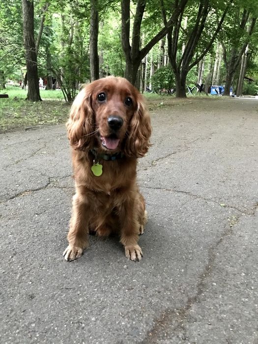 Вязка Спаниель 2 года