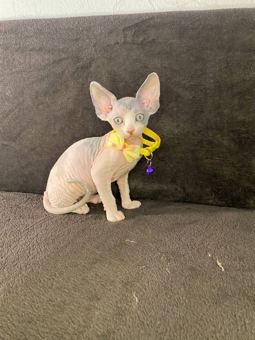 Девочка и мальчик канадского сфинкса-эльф