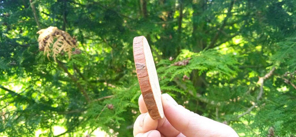 Plastry drewna , 300 sztuk, 2-10cm, krążki drewniane, mieszanka