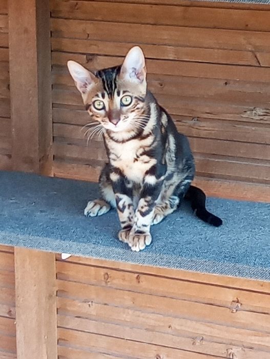 Kotek bengalski samica gotowa do odbioru PZF