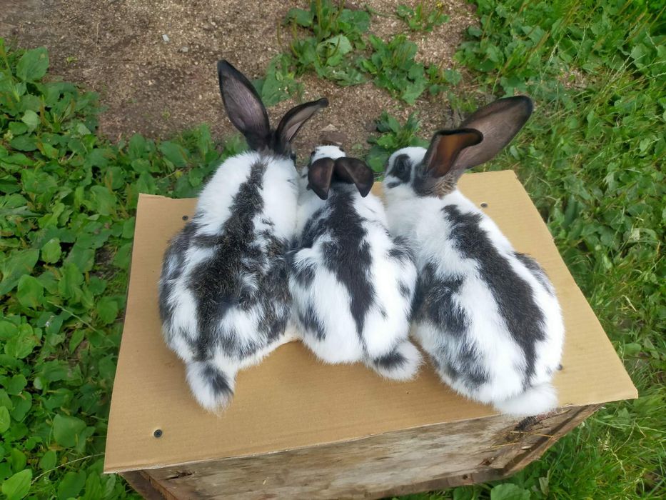 Кролі породи Німецький строкатий велетень . Шиншила .