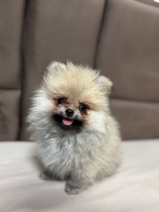 Ексклюзивні померанські дітки