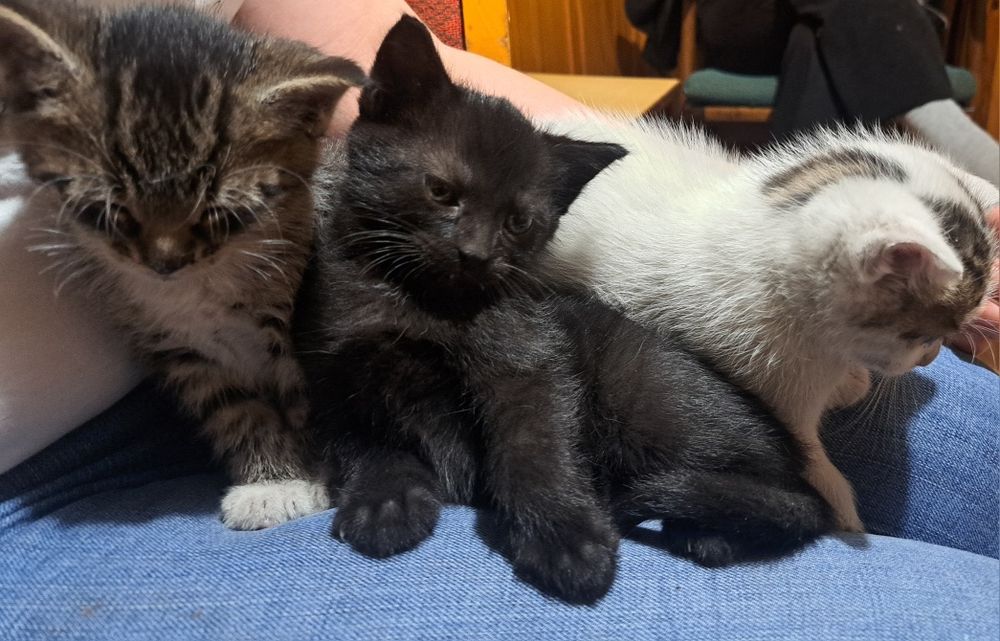 Oddam młode  koty za darmo